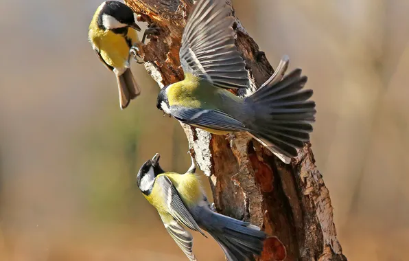 Birds, tree, the game, wings, feathers, tail, trunk, tit