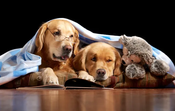 Toy, books, glasses, bear, pair, blanket, reading, readers