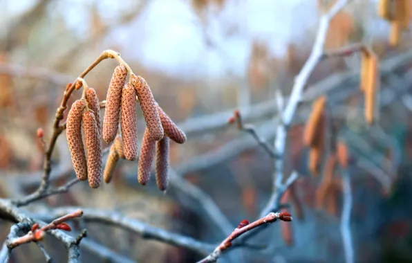 Picture spring, earrings, hazel