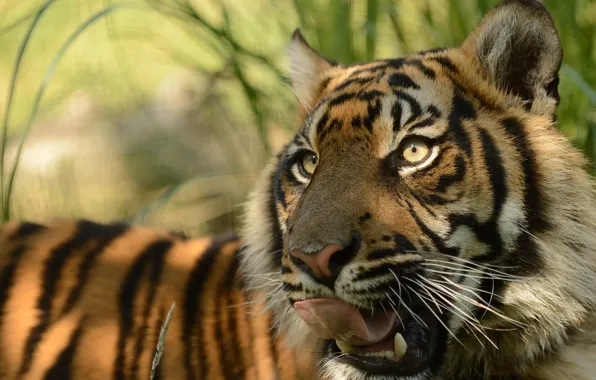Picture language, face, predator, pussy, © Anne-Marie Kalus, Sumatran tiger