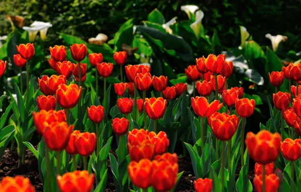 Picture greens, leaves, light, flowers, red, the dark background, spring, garden