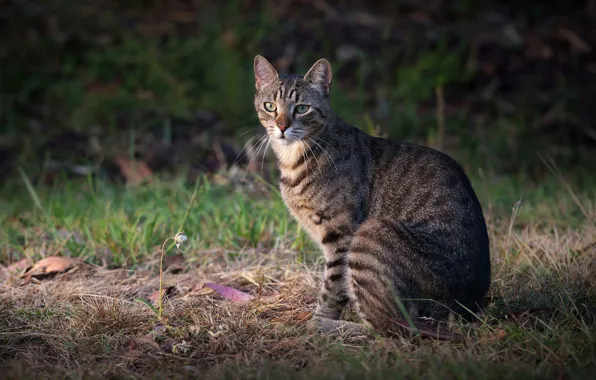 Grass, cat, look, grey