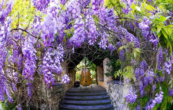Flowers, bass, Wisteria, Wisteria