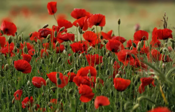 Greens, summer, flowers, background, Mac, Maki, meadow, red