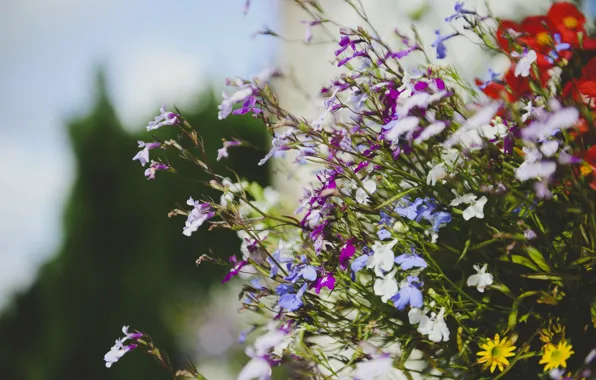 Flowers, petals, a lot