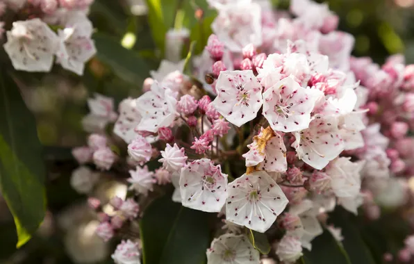 Flowers, pink, white, buds, flowering, shrub, kalmia