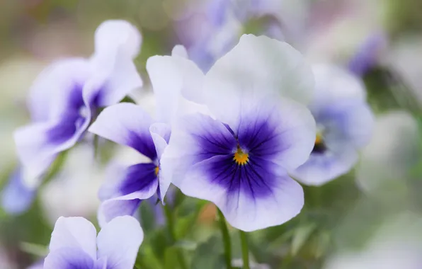 Macro, flowers, blur, spring, Pansy, blur, bokeh, viola