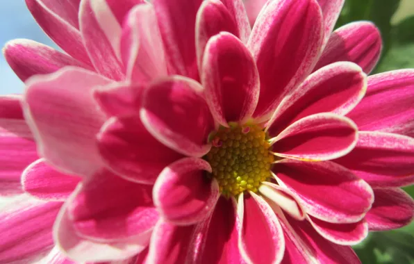 Flower, spring, brightness