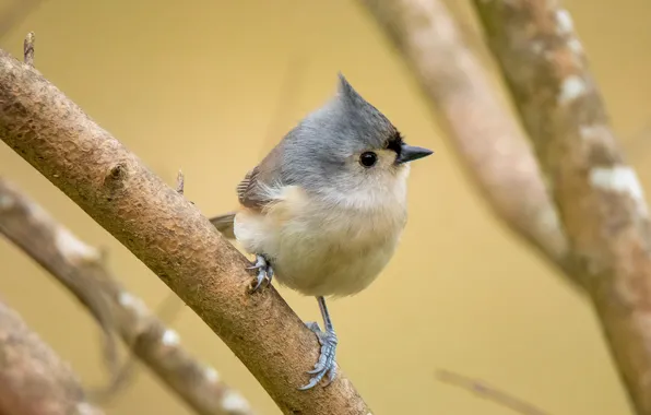 Branches, bird, tit, crest, baby