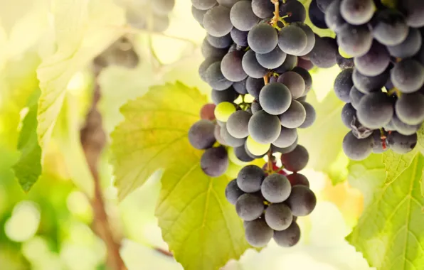 Picture leaves, the sun, light, berries, grapes, bunches