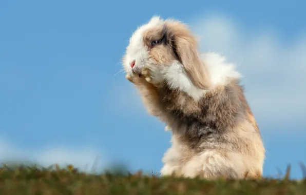The sky, grass, glade, hare, rabbit, fold, stand, blue background