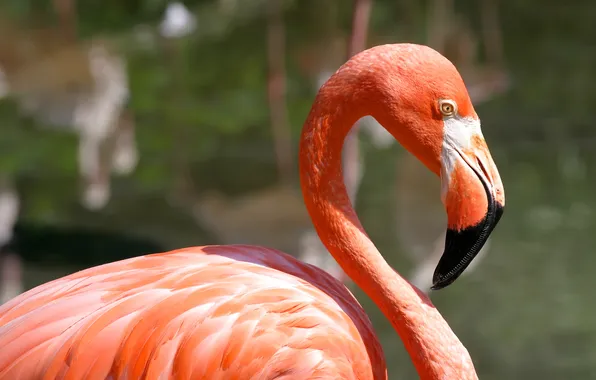 Water, bird, Flamingo