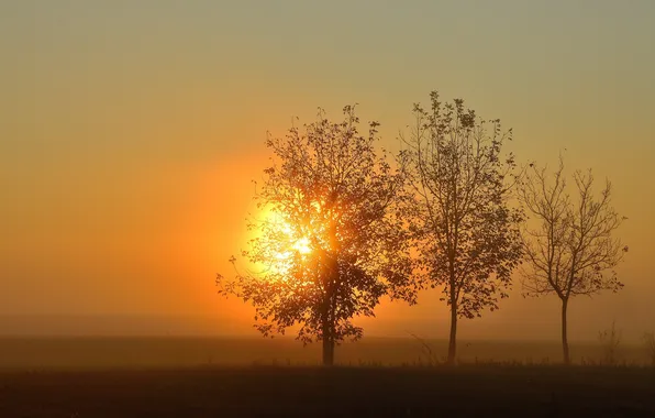 Trees, landscape, sunset, fog