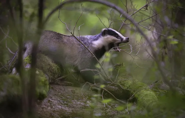 Forest, branches, pose, mouth, badger