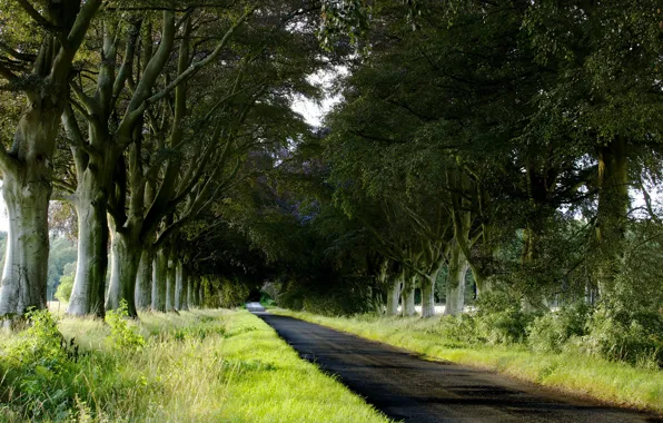 Road, trees, landscape
