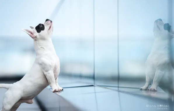 Picture reflection, dog, French bulldog