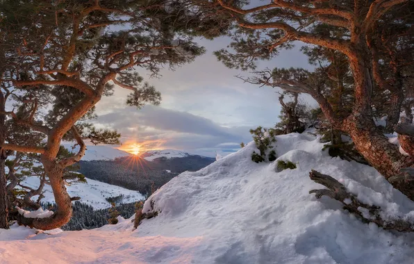 Winter, snow, trees, sunset, mountains, the snow, pine, Konstantin Malanin