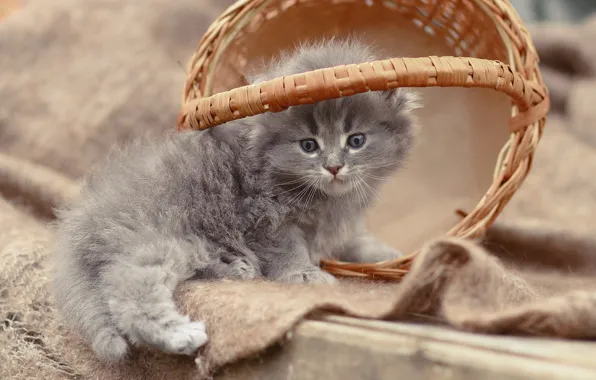 Cat, pose, kitty, grey, baby, basket, shawl, British