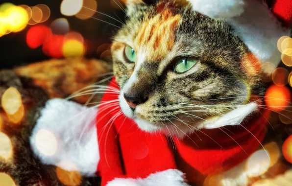 Cat, cat, look, red, pose, scarf, Christmas, New year