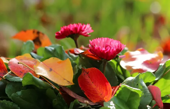 Autumn, flowers, foliage, beauty, Daisy