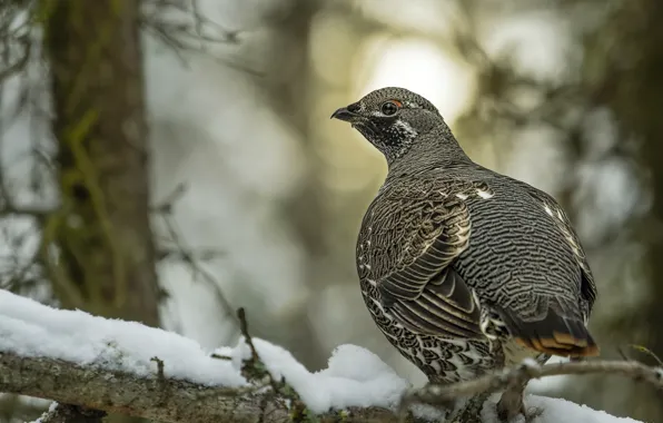 Picture branches, snow, winter, partridge, bokeh, bird