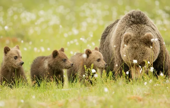 Stay, glade, family, bears, bears, brown, bear, nature.