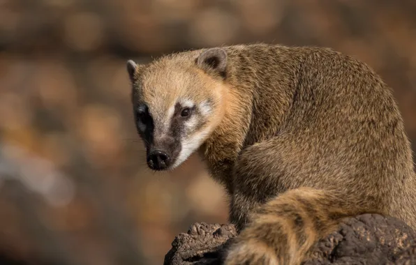 Picture face, pose, background, portrait, tail, sitting, bokeh, coati