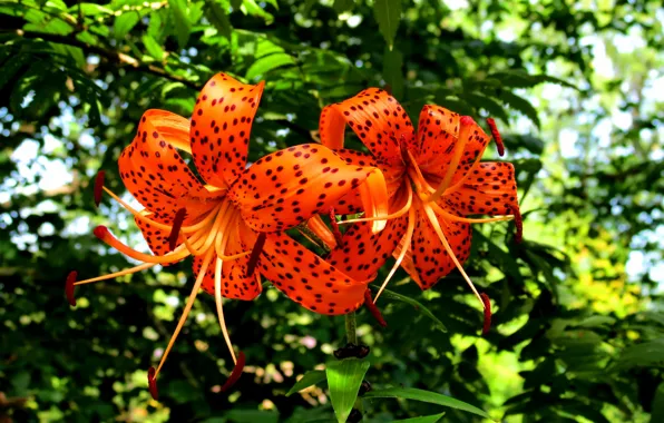 Picture summer, Wallpaper, the bushes, Tiger Lily