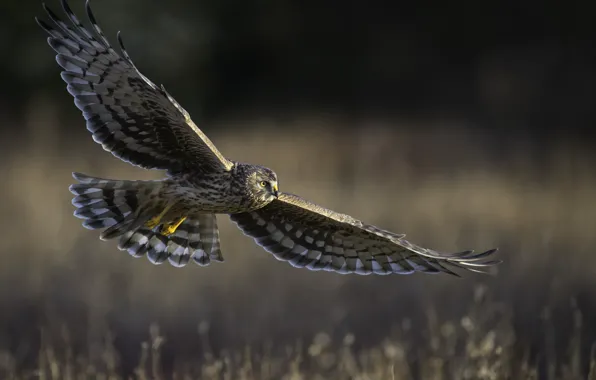 Picture flight, bird of prey, Hen harrier, field Harrier