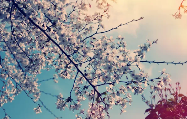 Flowers, nature, cherry, tree, spring