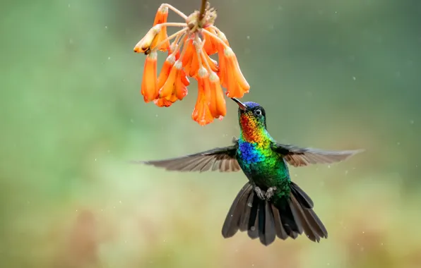 Picture flower, background, bird, Hummingbird