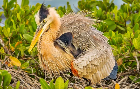 Bird, feathers, beak, Heron