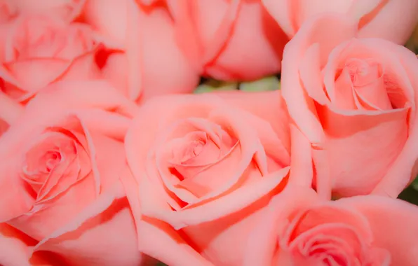 Picture flowers, background, pink, roses, Bud