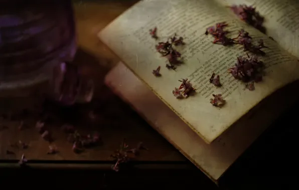 Picture macro, book, bokeh, The book