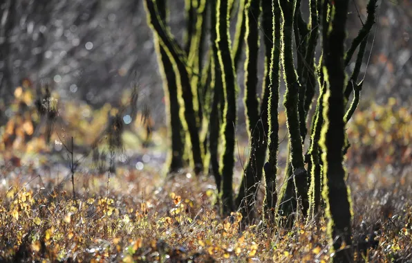 Grass, trees, nature