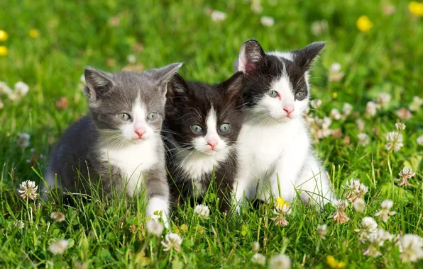 Picture flowers, kittens, grass, weed, flowers, kittens