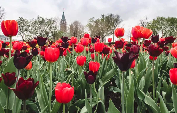 Picture leaves, Park, tower, spring, petals, Canada, tulips, Ottawa
