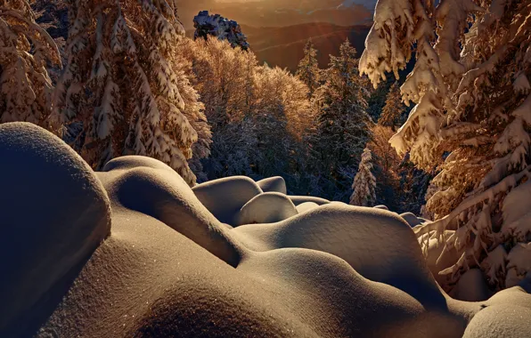 Winter, forest, the sun, rays, light, snow, trees, sunset