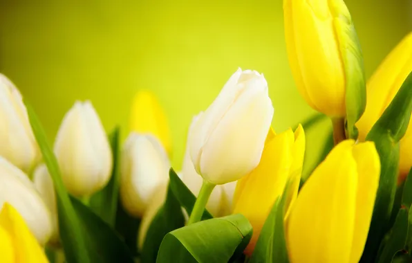 Leaves, flowers, yellow, tulips, white, buds