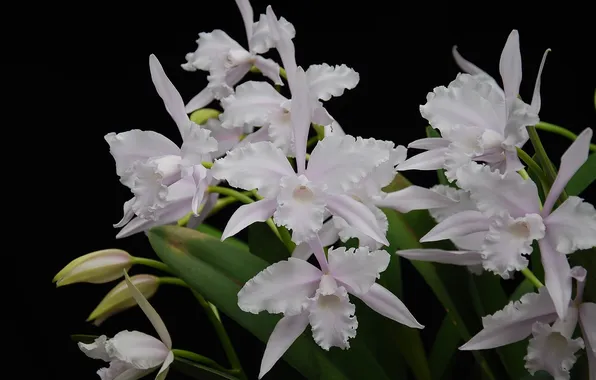 White, orchids, exotic
