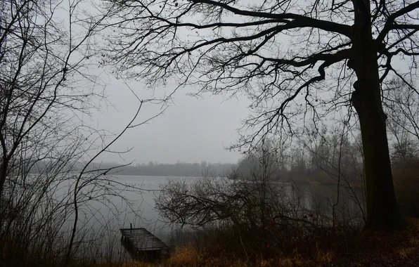 Autumn, forest, fog, lake