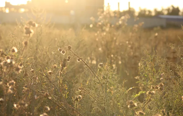 Picture the sun, rays, plant