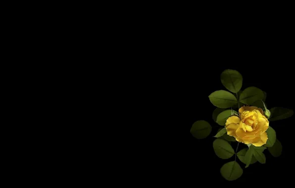 Flower, green leaves, minimalism, Bud, black background, tea rose, picture, yellow petals