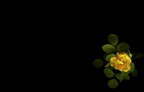 Flowers, green leaves, minimalism, black background, buds, tea rose, picture, yellow petals