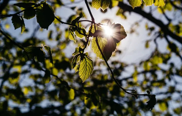 The sun, Nature, Leaves, Branch, Petals, Nature, Sun, Flora