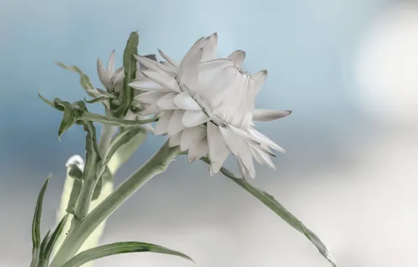 Flowers, background, buds, Fleur Walton