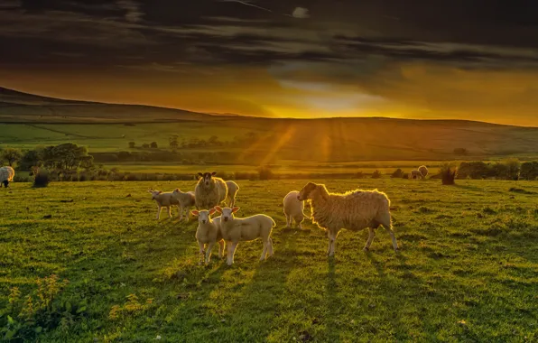 Rays, sunset, mountains, nature, hills, sheep, England