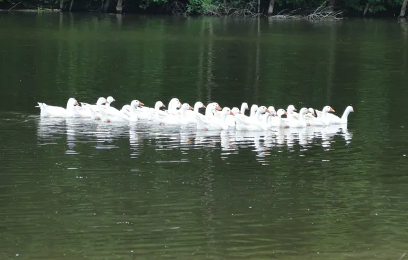 Summer, lake, pack, geese, Akela White