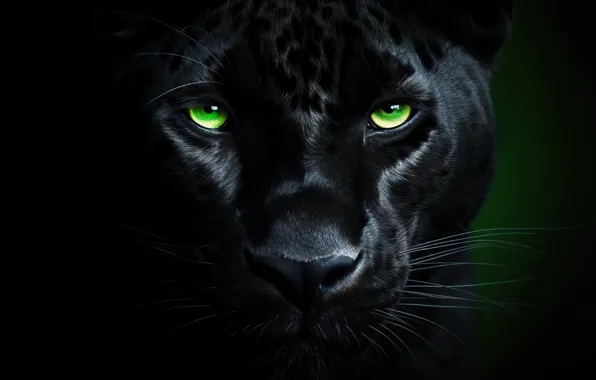 Eyes, look, face, nature, pose, Panther, black, green eyes