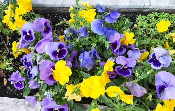 Picture flowers, Pansy, flower bed